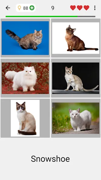 Cats Quiz Guess Popular Breeds  [МОД Много денег] Screenshot 2