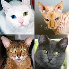 Скачать взломанную Cats Quiz Guess Popular Breeds  [МОД Много денег] - полная версия apk на Андроид