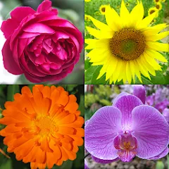 Взлом Flowers Quiz - Identify Plants  [МОД Mega Pack] - полная версия apk на Андроид