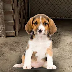 Взломанная My Pet Animal Shelter World  [МОД Бесконечные монеты] - полная версия apk на Андроид