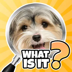 Взлом What is it? Pics Trivia Quiz  [МОД Бесконечные деньги] - последняя версия apk на Андроид